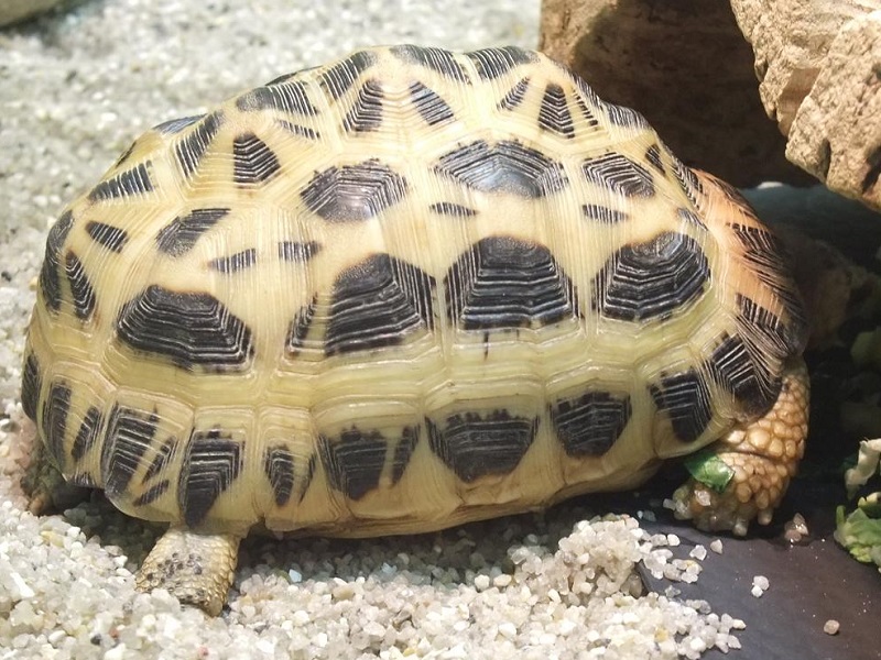クモノスガメの写真・画像