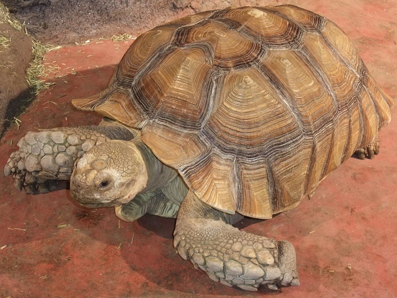 ケヅメリクガメの写真・画像