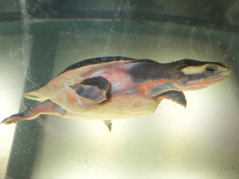 ニシキマゲクビガメの写真・画像