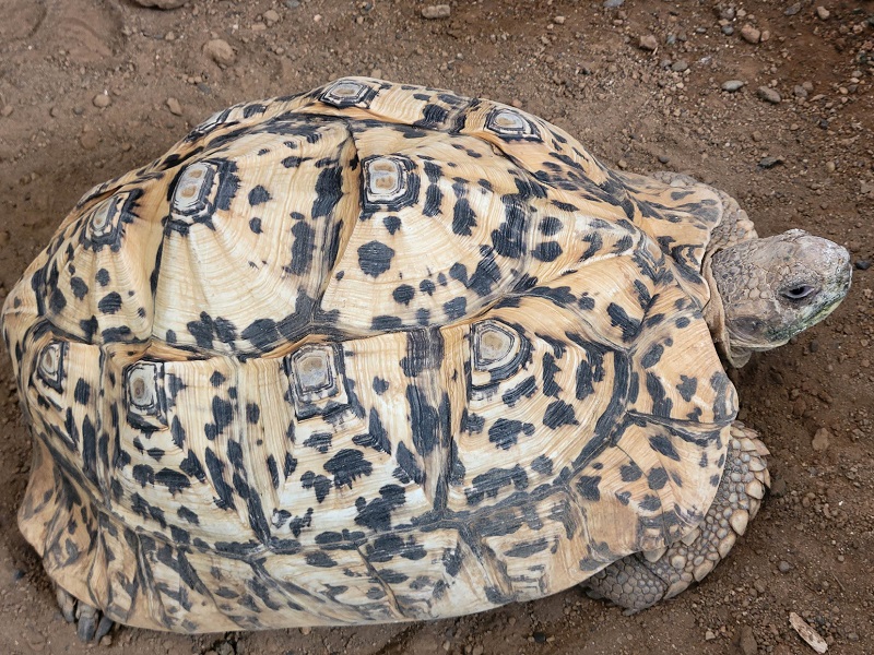 ヒョウモンリクガメの写真・画像