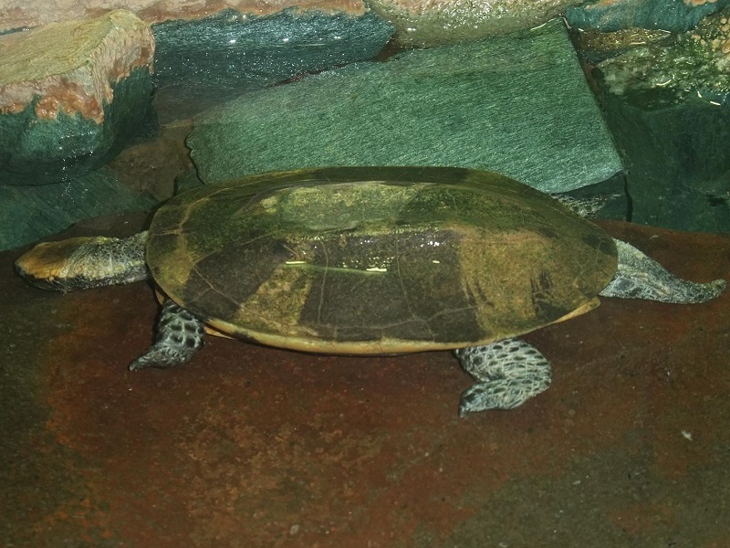 ヒラタヘビクビガメの写真・画像