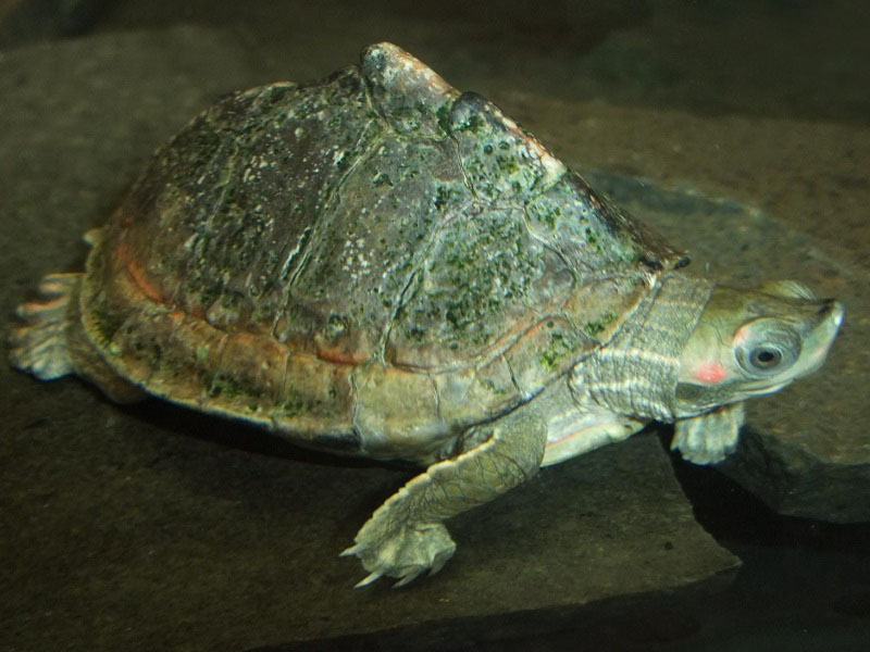 ベニマワリセタカガメの写真・画像
