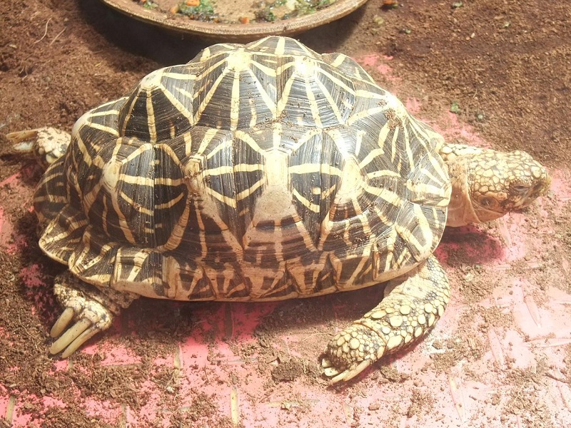 ホシガメの写真・画像
