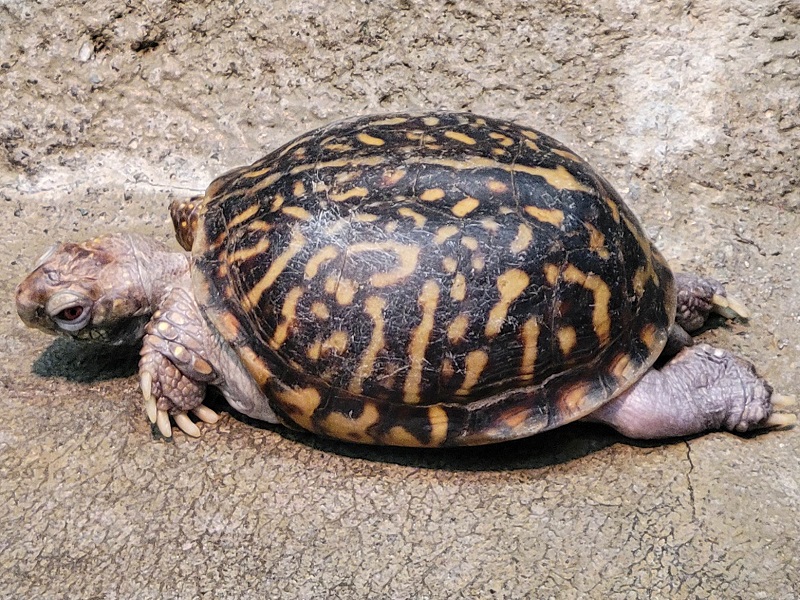 ミツユビハコガメの写真・画像