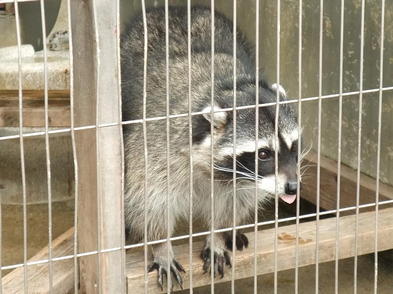 アライグマの写真・画像