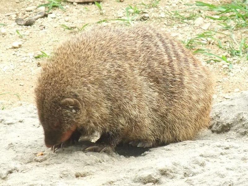 シママングースの写真・画像