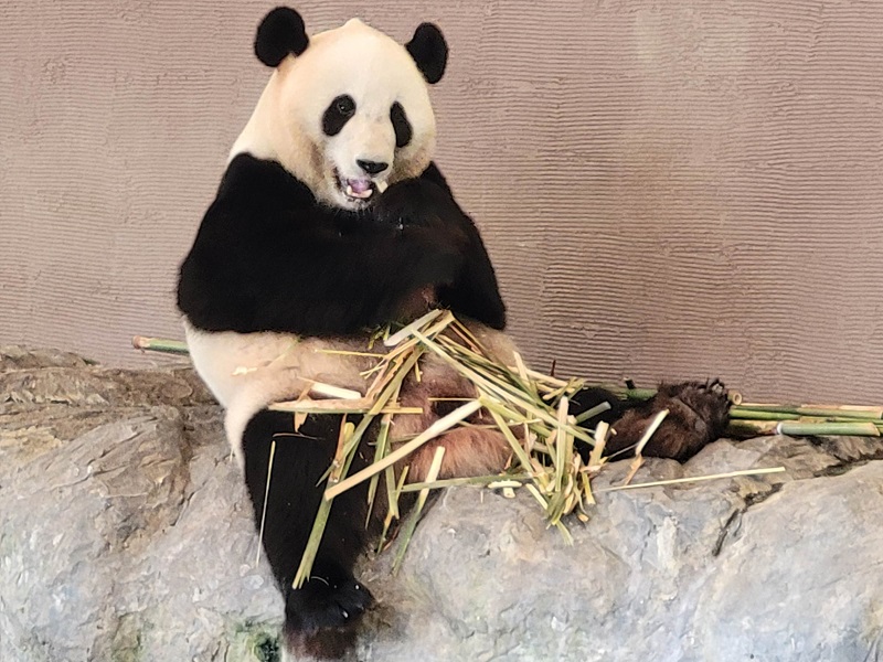 ジャイアントパンダの写真・画像