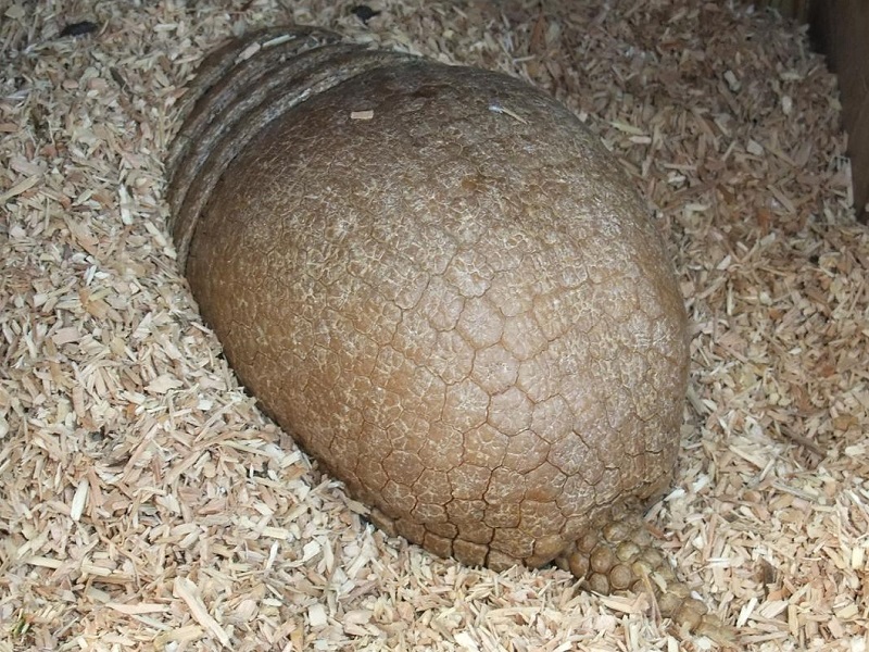マタコミツオビアルマジロの写真・画像