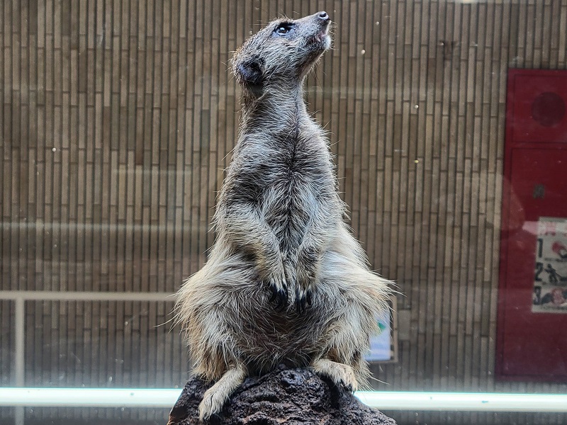 ミーアキャットの写真・画像