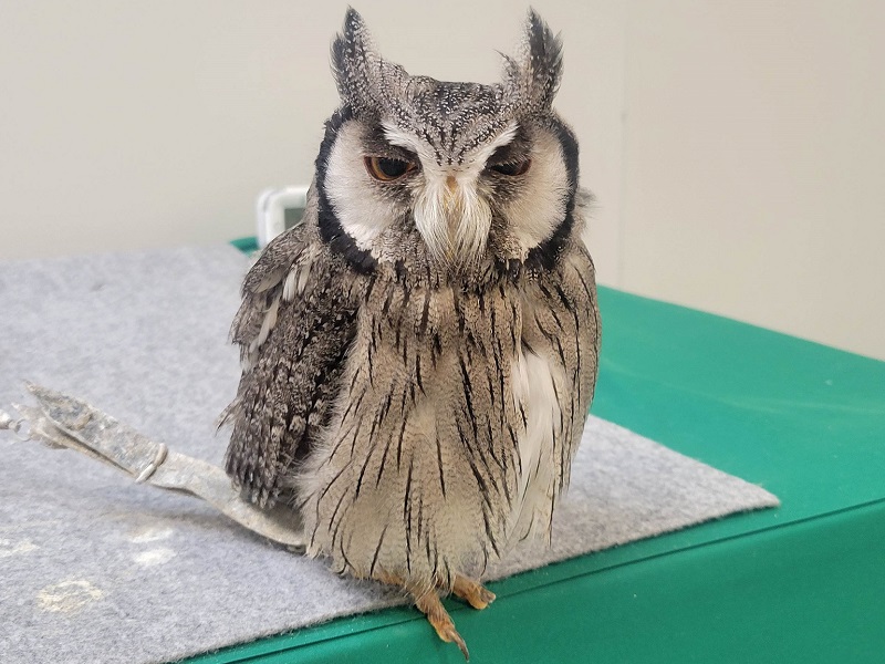アフリカオオコノハズクの写真・画像