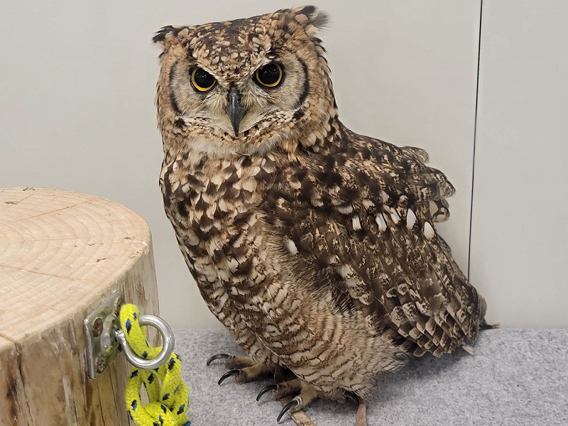 アフリカワシミミズクの写真・画像