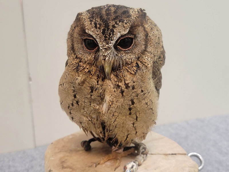 インドオオコノハズクの写真・画像