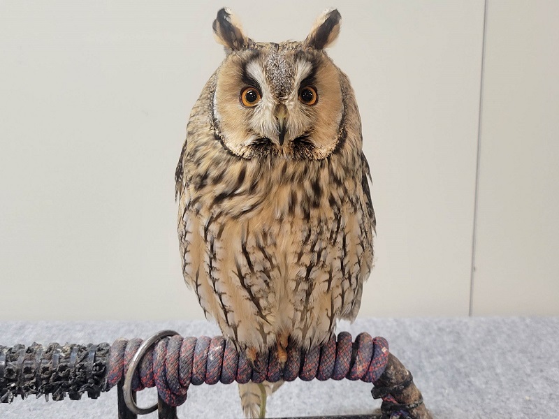 トラフズクの写真・画像