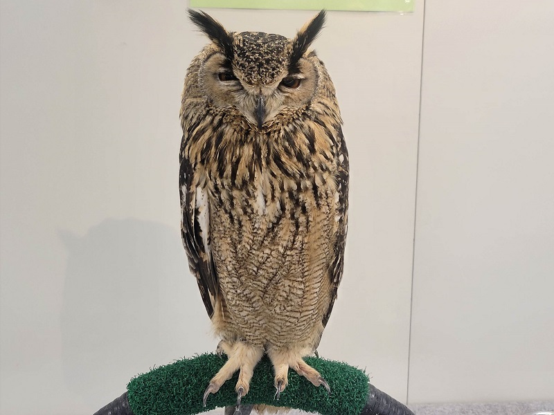ベンガルワシミミズクの写真・画像