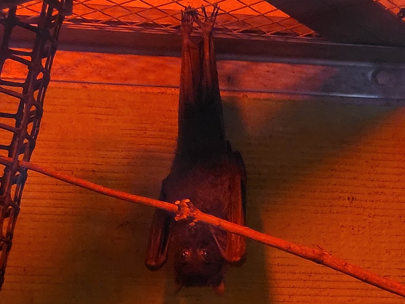 インドオオコウモリの写真・画像