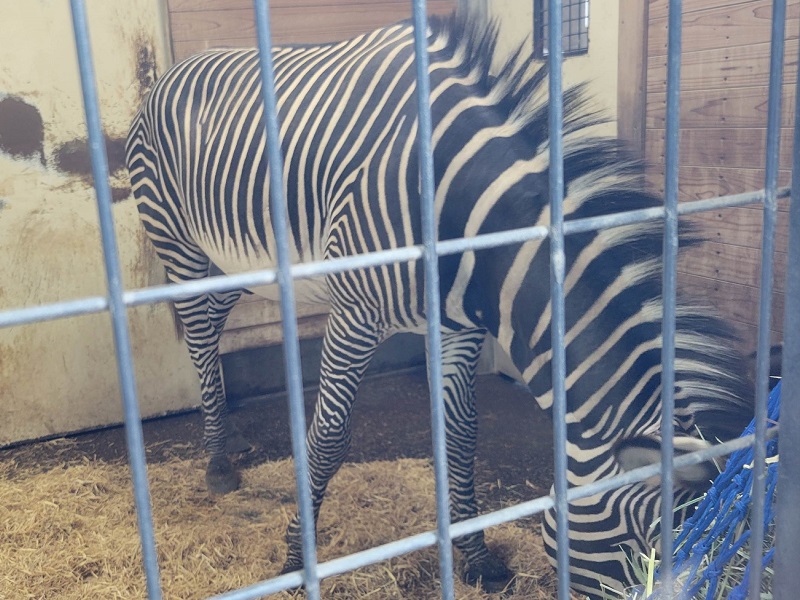 グレビーシマウマの写真・画像