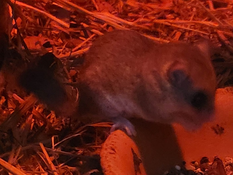 アフリカヤマネの写真・画像