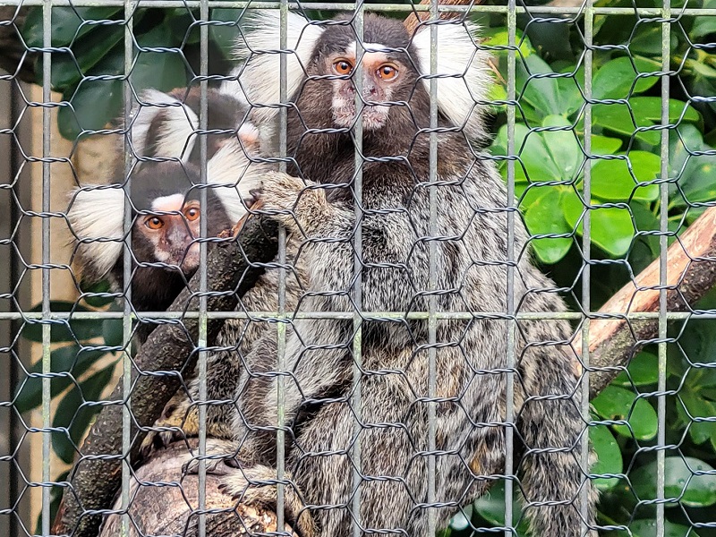 コモンマーモセットの写真・画像