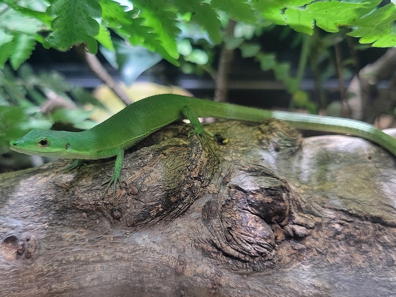 アオカナヘビの写真・画像
