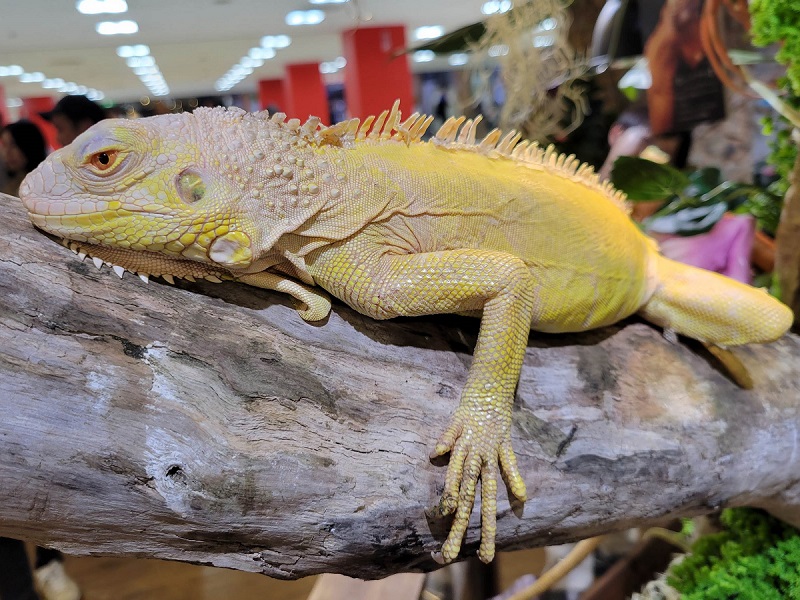 サンセットアルビノイグアナの写真・画像