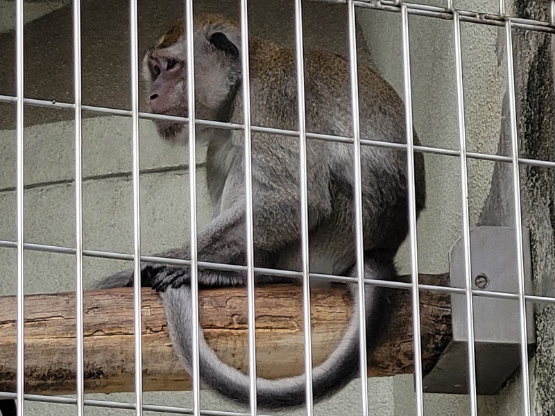 カニクイザルの写真・画像
