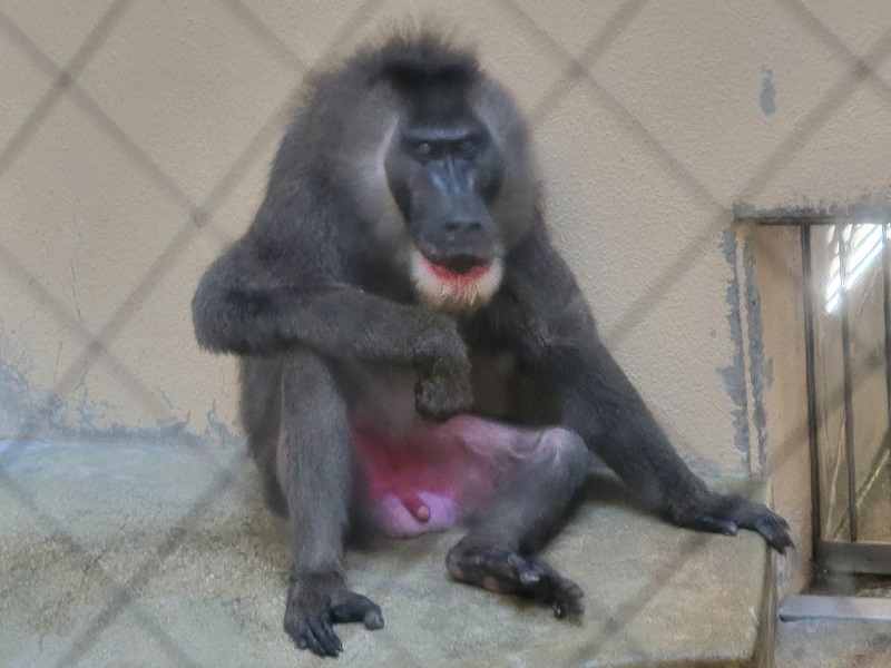 ドリルの写真・画像