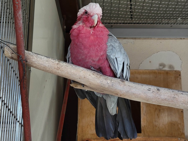 モモイロインコの写真・画像