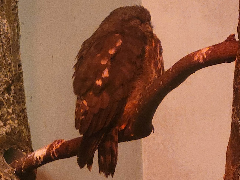 アオバズクの写真・画像