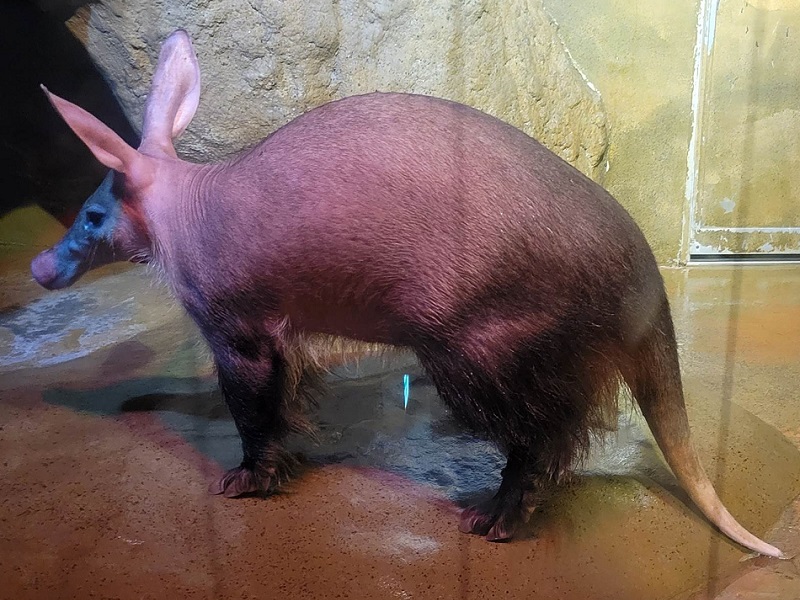 ツチブタの写真・画像
