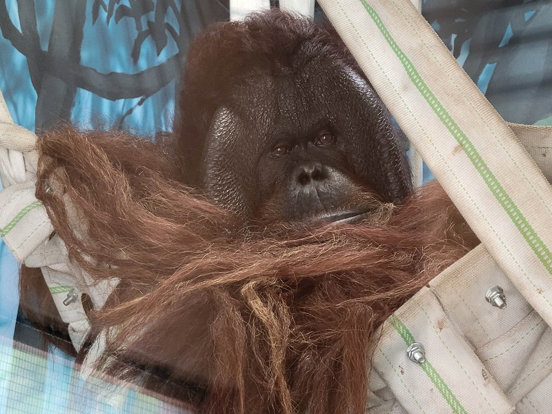 ボルネオオランウータンの写真・画像