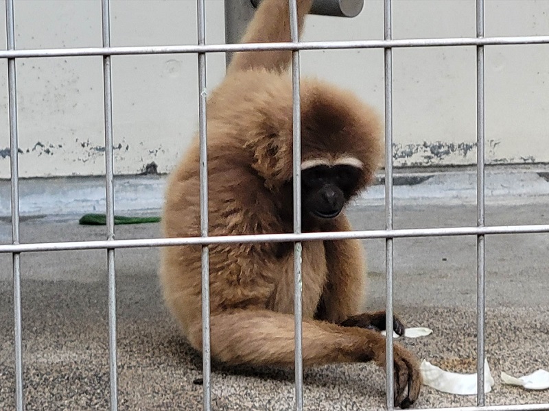 アジルテナガザルの写真・画像