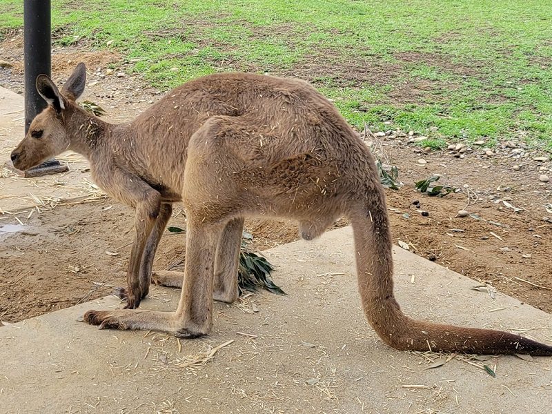 クロカンガルーの写真・画像