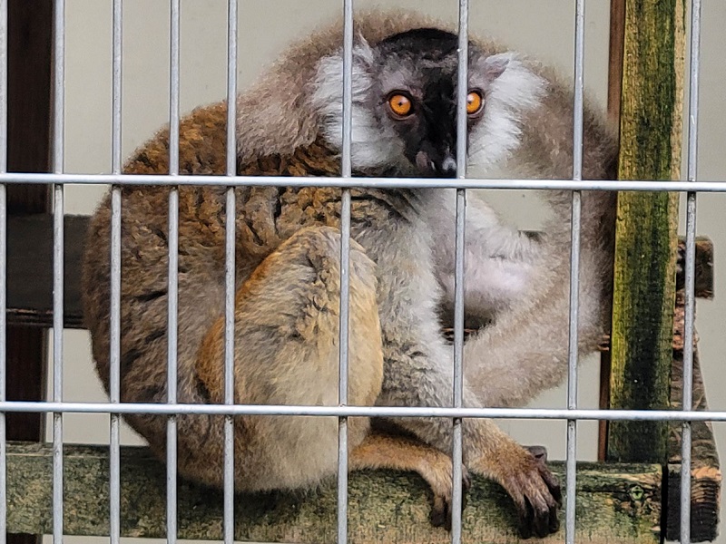 クロキツネザルの写真・画像