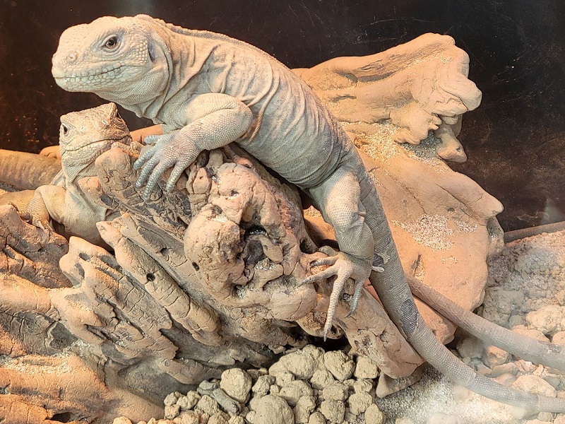 ガラパゴスリクイグアナの写真・画像