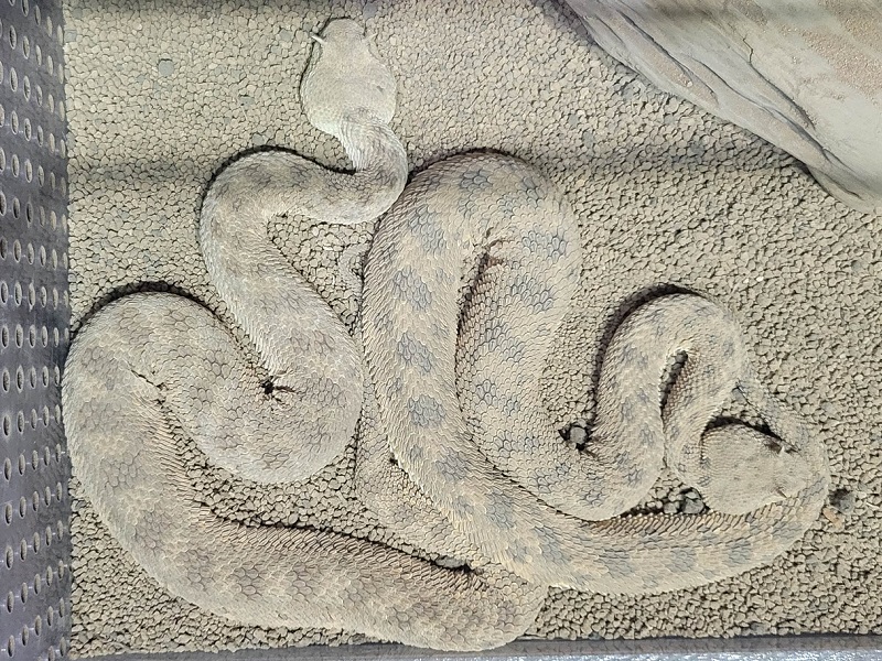 サハラツノクサリヘビの写真・画像