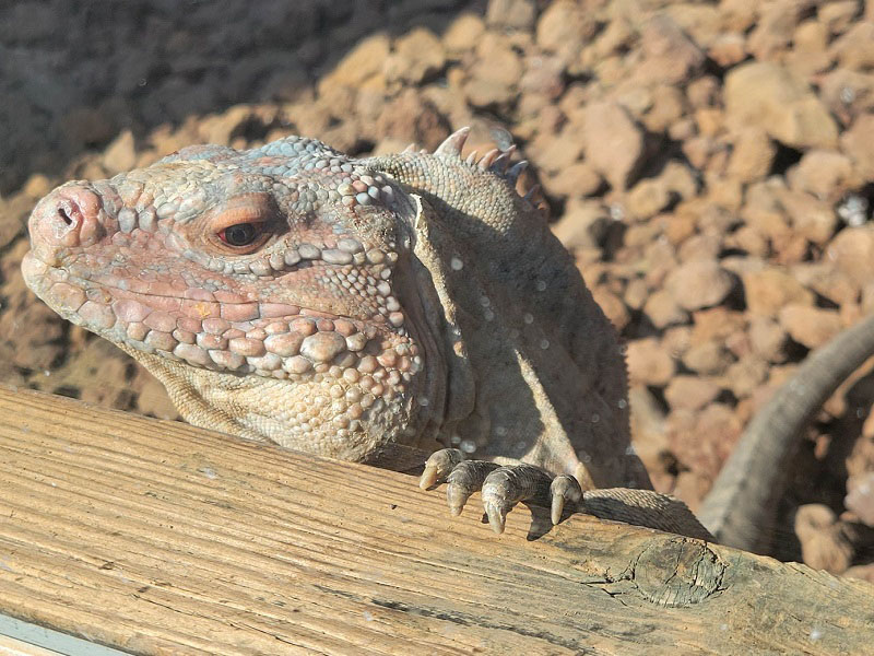 サンサルバドルツチイグアナの写真・画像