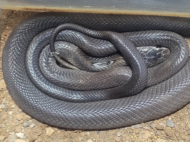 タイコブラの写真・画像