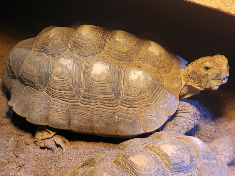 テキサスゴファーガメの写真・画像
