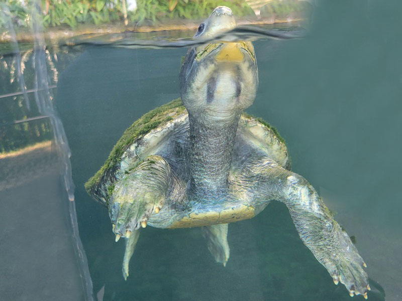 ニシキセタカガメの写真・画像
