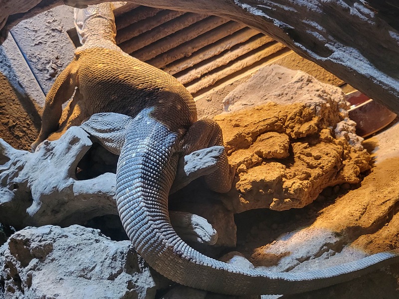 ノドジロオオトカゲ（アフリカンロックモニター）の写真・画像