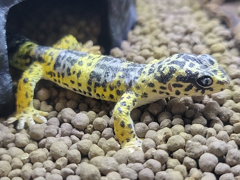 ヒョウモントカゲモドキ[赤ちゃん]の写真・画像
