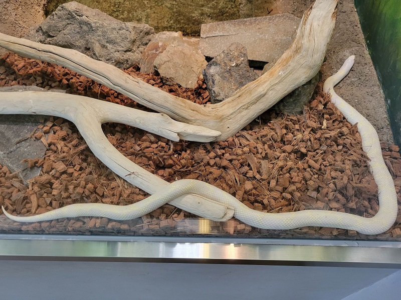 カリフォルニアキングスネーク[アルビノ]の写真・画像
