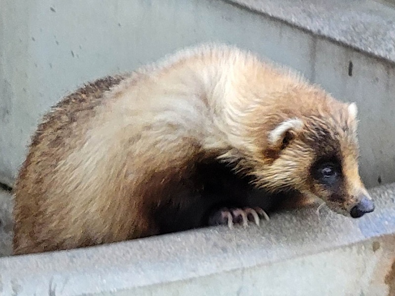 アナグマの写真・画像