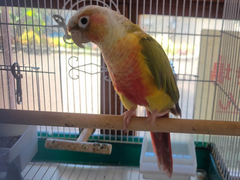 ウロコインコの写真・画像