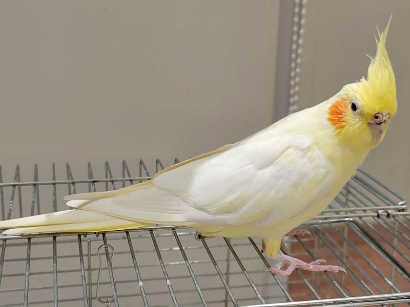 オカメインコの写真・画像