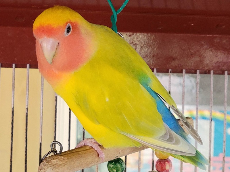 コザクラインコ（ラブバード）の写真・画像
