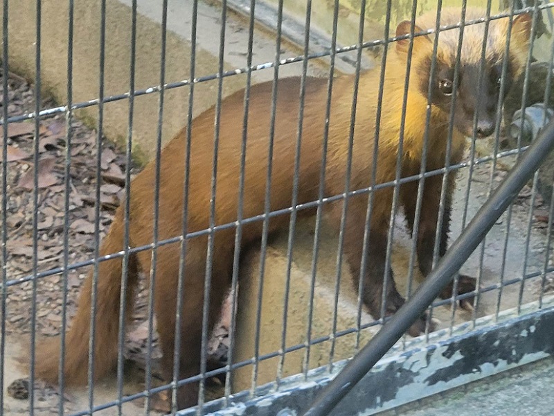 ツシマヤマネコの写真・画像