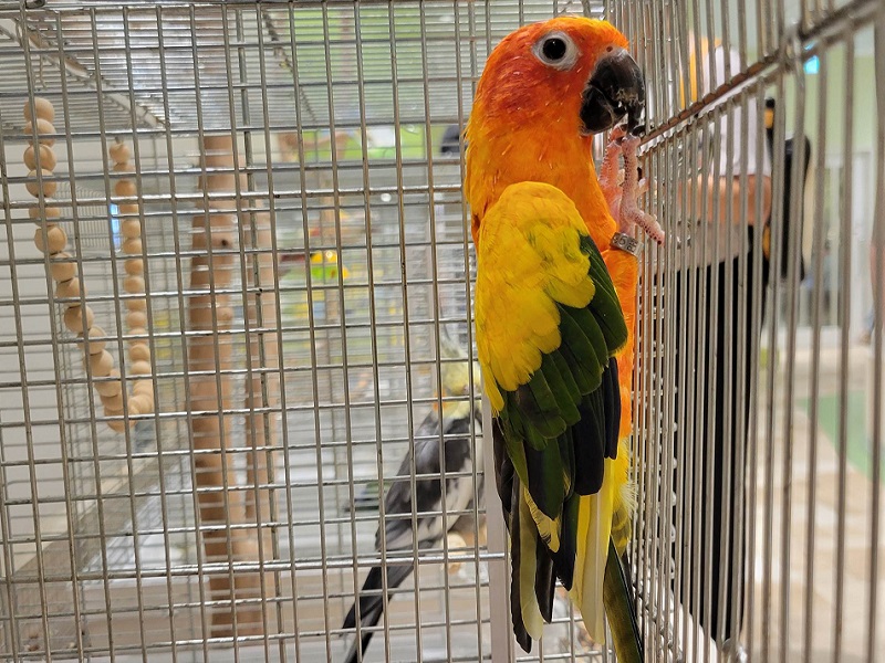 コガネメキシコインコの写真・画像