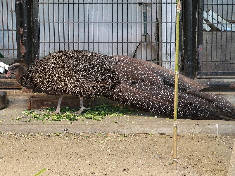 カンムリセイランの写真・画像