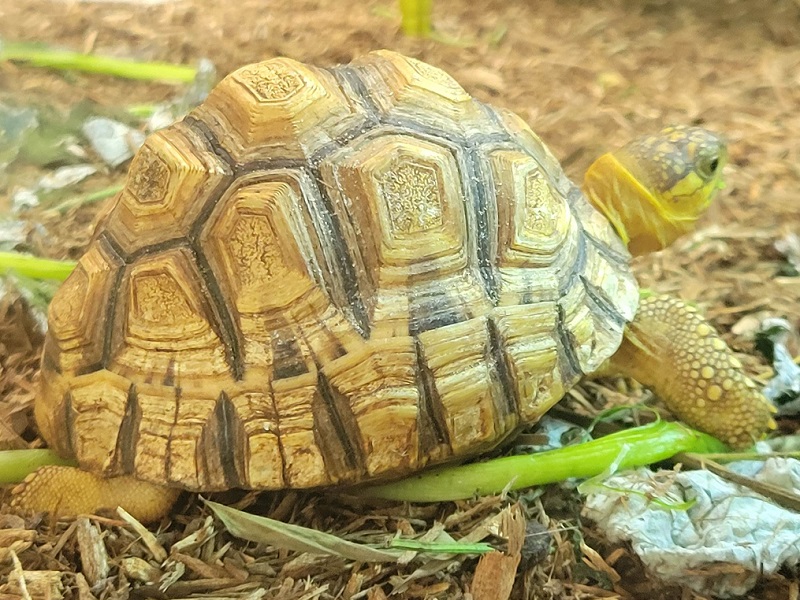 ヘサキリクガメの写真・画像